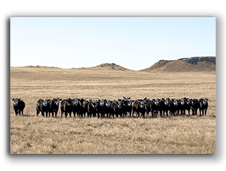 Cattle Ranches for Sale in Wyoming