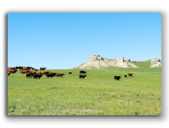 Ranches for Sale in Montana