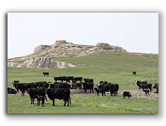 Farms and Ranches in Wyoming